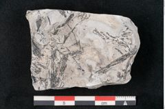 Foto (Detailansicht) von Calamites sp.  (NHMW-GEO-2024-0188-11001)